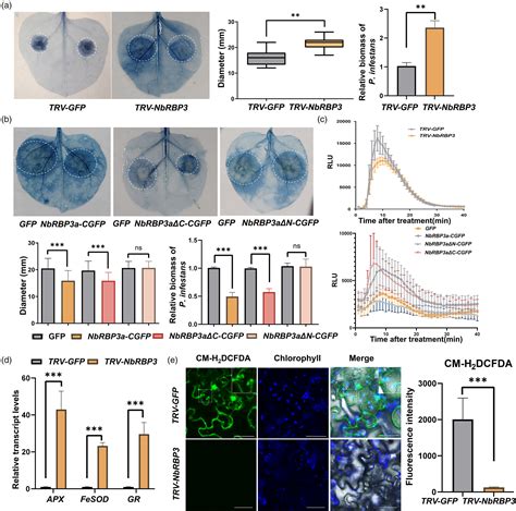 Phytophthora Infestans Rxlr Effector Pi23014 Targets Host Rna‐binding Protein Nbrbp3a To