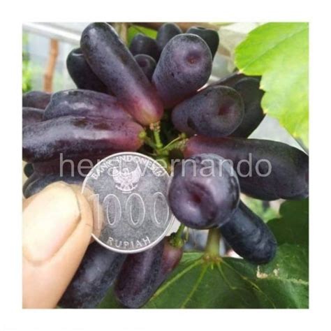 Jual Bibit Anggur Import Moondrop Asli Grafting Siap Berbuah Shopee