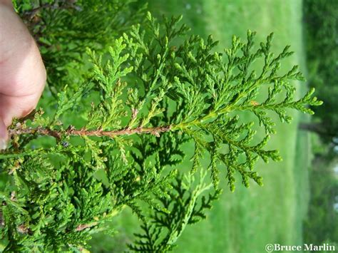 Oriental Arborvitae Platycladus Orientalis North American Insects