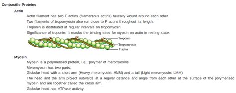 W Ith The Help Of A Neat Diagram Explain The Structure Of Contractile