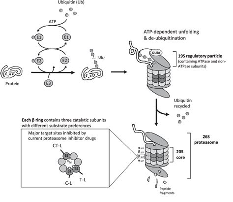 Figure 1 From Nextgeneration Proteasome Inhibitors For Cancer Therapy