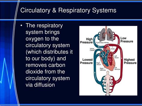 Ppt Physiology Homeostasis Powerpoint Presentation Free Download