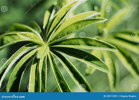 Plant Resembling Tropical Trees Creative Tropical Green Leaves Layout