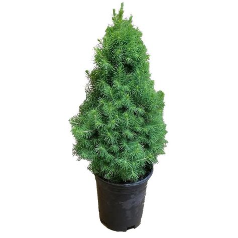 Flowerwood Nursery Inc 25 Qt Dwarf Alberta Spruce Pyramidal