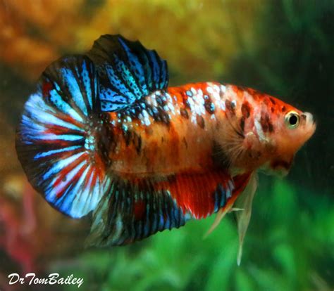 Premium Rare Male Super Delta Koi Betta 25 To 3 Long