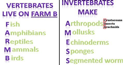 6.L.4B.1 COMMON CHARACTERISTICS OF VERTEBRATES/INVERTEBRATES - SOUTH ...