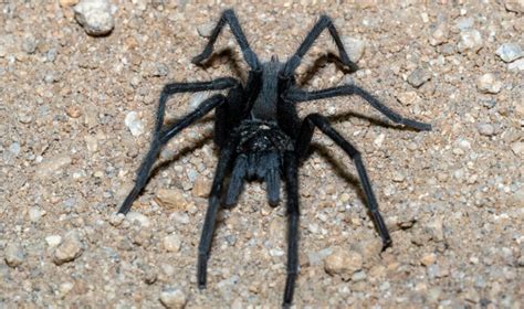 17 Most Common Spiders In Arizona Id Guide Bird Watching Hq