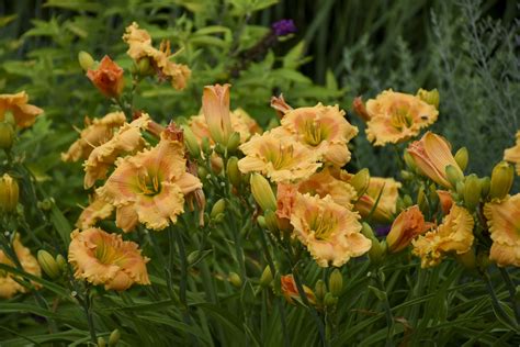 Rainbow Rhythm® Orange Smoothie Daylily Hemerocallis Hybrid