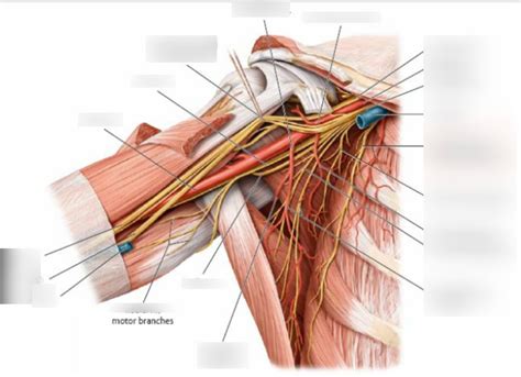 Brachial Plexus Anatomy Diagram Quizlet