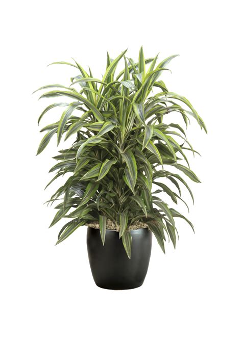 Dracaena Lemon Lime Cane Phillip S Interior Plants Displays