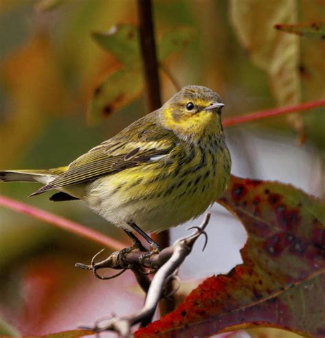 Cape May Warbler migration – Best Life Birding