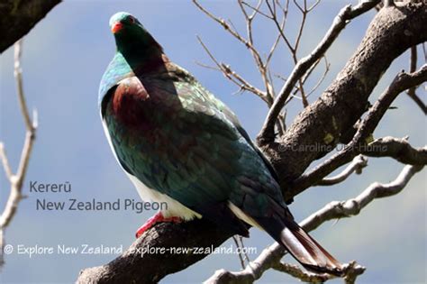 New Zealand Birds Species List Of Native Birds In Nz