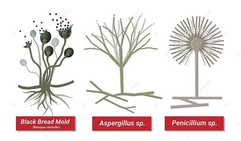 Assortment Of Mold Varieties Bread Mould Penicillium And Aspergillus