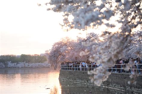 【2025東京櫻花】必去8個日本東京賞櫻景點、最新花況情報預測！ Mimi韓の旅遊生活