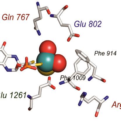 The reaction mechanism of xanthine oxidase. The reaction is initiated... | Download Scientific ...