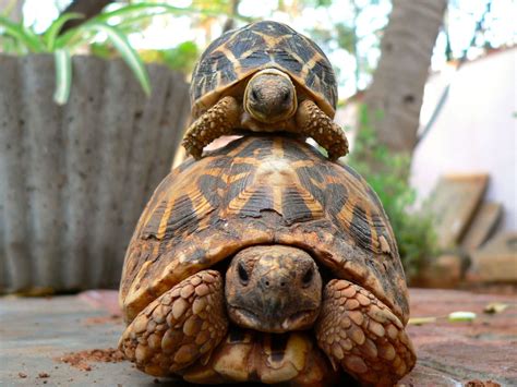 How to Wake Your Hibernating Pet Tortoise