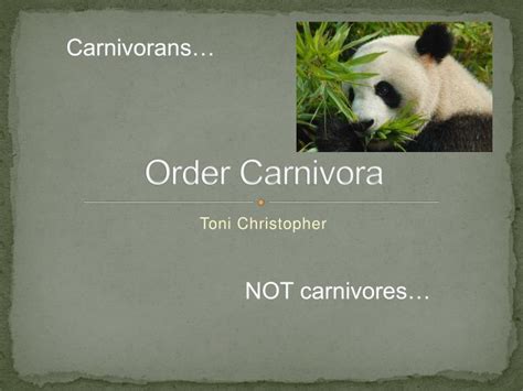 Ppt Order Carnivora Powerpoint Presentation Free Download Id1154590