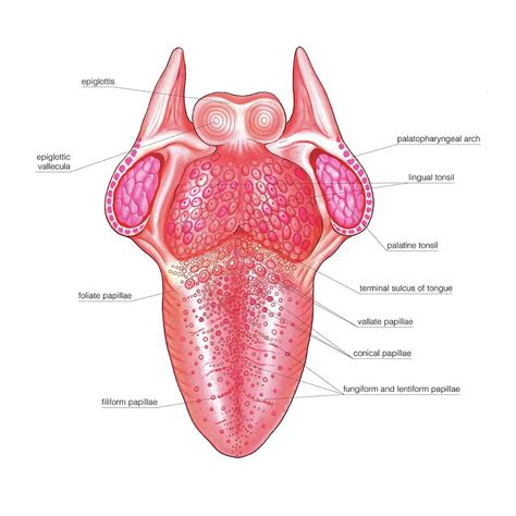 Structure Of The Tongue Photograph by Asklepios Medical Atlas - Pixels