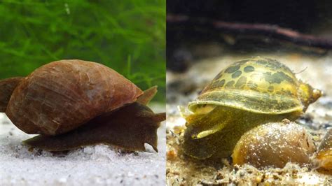 Pond Snail Vs Bladder SnailHow To Tell Them Apart