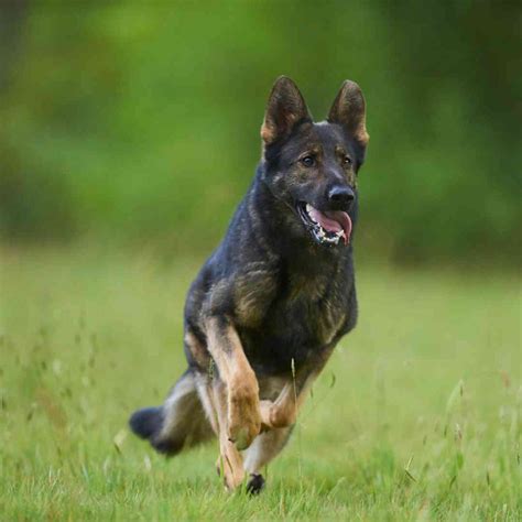 Training German Shepherds - A Realistic, Honest GSD Training Guide ...