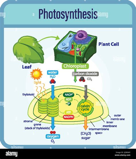 Diagrama Que Muestra El Proceso De Fotosíntesis Con Ilustración De Plantas Y Células Imagen