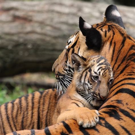 funny animal babies 1