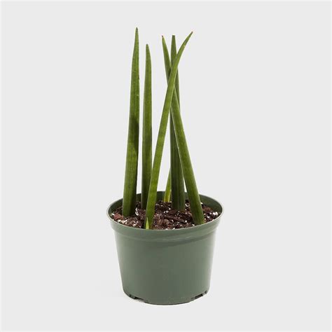 Snake Plant Care — How to Care for Snake Plants