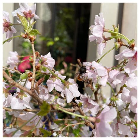 Comment Fleurir Son Balcon Et Son Int Rieur En Presqu Le My Presqu Le