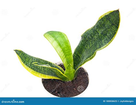 Potted Snake Plant Dracaena Trifasciata Stock Image Image Of Potted