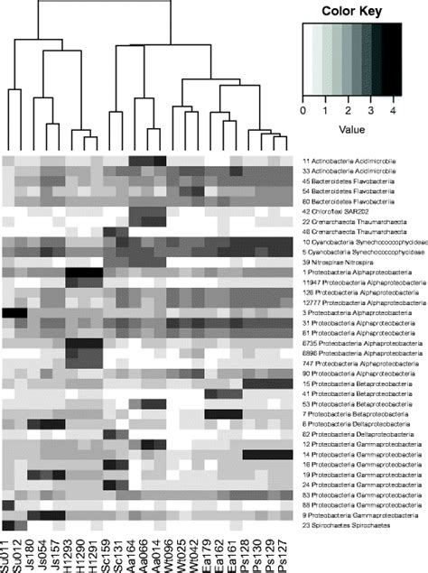 Heatmap Showing The Abundance Of Dominant Otus Sequence Reads