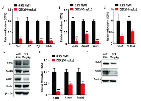 High Dose Dex Injection Inhibited The Expression Of Enzymes Relevant To