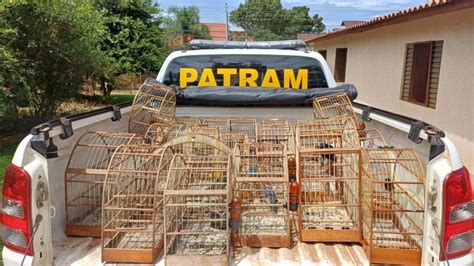 Batalh O Ambiental Da Brigada Militar Resgata P Ssaros Silvestres