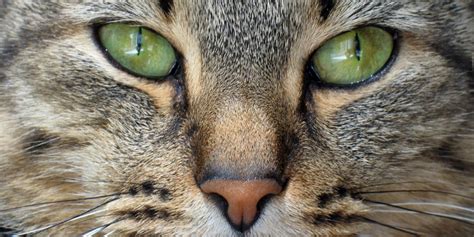 Cat Nose Facts 10 Things You Didnt Know About Your Cats Nose