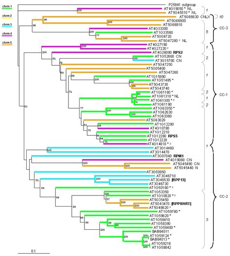 Phylogeny Of Arabidopsis Cc Nbs And Cc Nbs Lrr Proteins