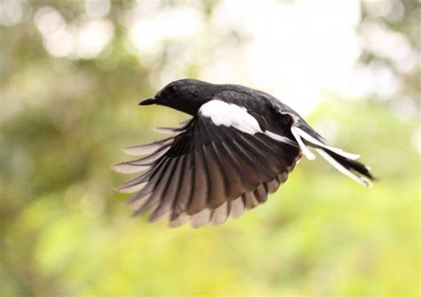 Foto Foto Burung Kacer Keren Gan ~ Info Burung