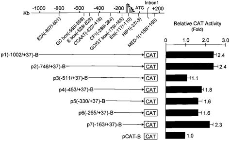 5 Deletion Analysis Of The Human TC II Gene Promoter Top The Linear