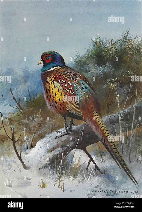 Thorburn Archibald Pheasant Hi Res Stock Photography And Images Alamy