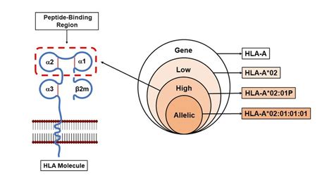 Hla Typing Resolution The Venn Diagram Illustrates Increasing Levels