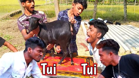 Tui Tui Funny Video Part 1😂tui Tui Best Comedy😂tui Tui Funny💪tui Tui