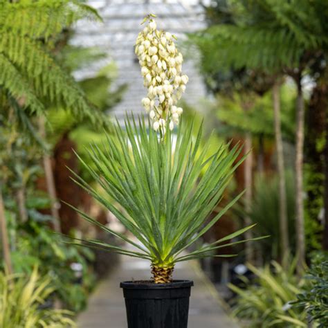 Buy Yucca Gloriosa Architectural Plants