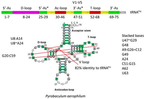 IJMS | Special Issue : Structure, Function and Evolution of the Ribosome