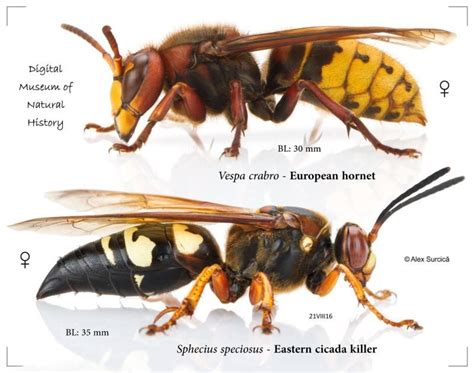 Cicada Killer Vs Hornet