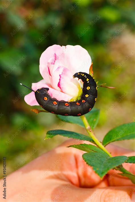 Black caterpillar with red spots in Japan Stock Photo | Adobe Stock