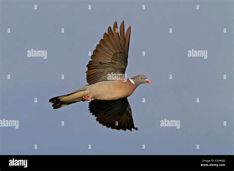 Wood Pigeon Flight Hi Res Stock Photography And Images Alamy