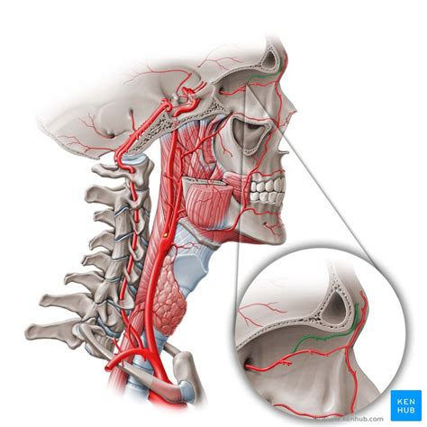 Supraorbital artery: Anatomy, branches, supply | Kenhub