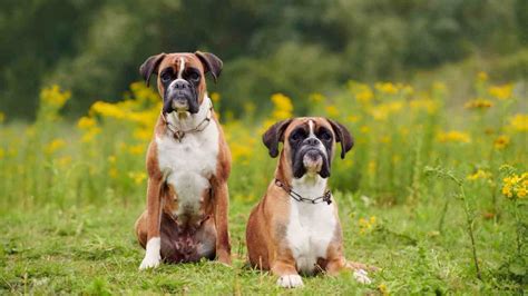 Boxer Weiner Dog Mix: Traits, Care, & Compatibility