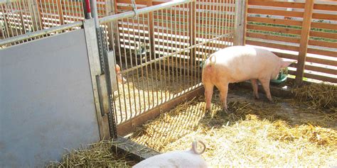 AGRICLÉ Heated Waterer - Pig Waterer For Winter - Pig Farm | Agriclé