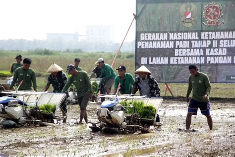 Dorong Program Ketahanan Pangan Nasional Kasad Jenderal Maruli Panen