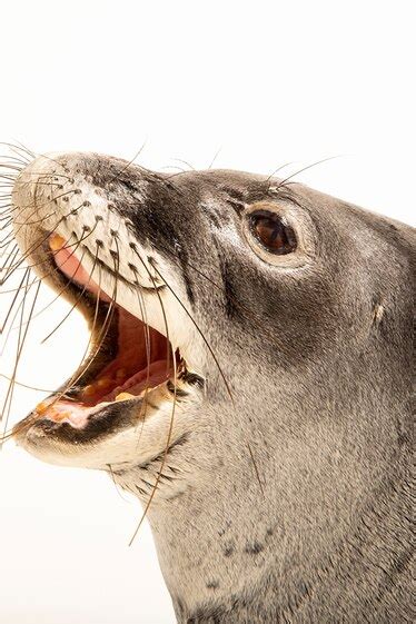 Hawaiian monk seal, facts and photos