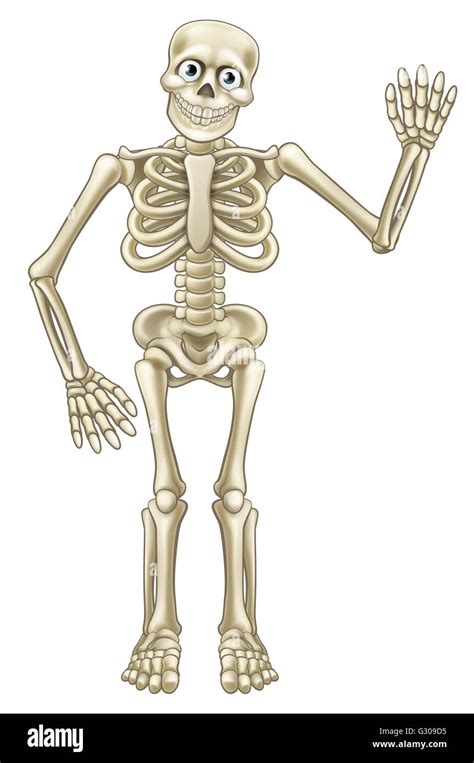 Human Skeleton Cartoon